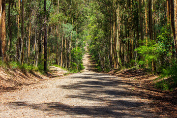Fototapeta na wymiar Track leading off into the Australian bush.
