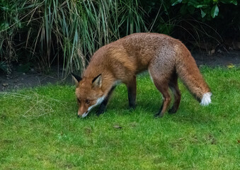Fototapeta premium Urban fox in flats garden