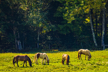 Icelandic ponies in a meadow on a specialty horse farm in Vermont, USA
