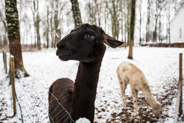 Naklejka premium Two black and white llamas in snowy winter day