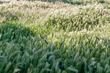 Ornamental grass, nature background