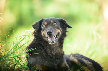 portrait of a black dog is cute and good friend to his owner.