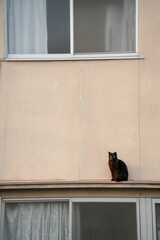 軒先の猫