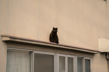 軒先の猫
