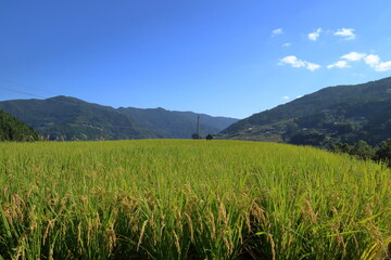 八畝の棚田　稲穂　秋　（高知県　大豊町）