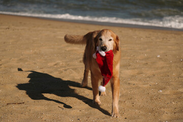 Golden Retriever Dog on beach with Santa hat