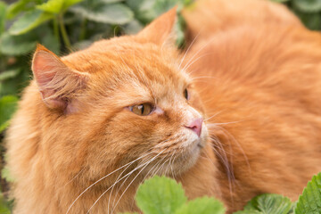 Beautiful fluffy red orange cat with insight attentive smart look portrait close up, macro
