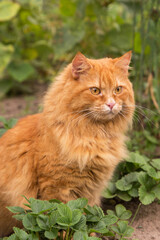 Naklejka na ściany i meble Beautiful fluffy red orange cat with insight attentive smart look sit in green strawberry leaves plant in garden in nature