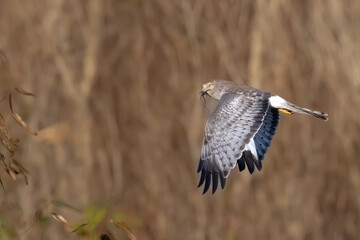 Northern Harrier Gray Ghost Huntering in Winter in Marsh with Lizard in Beak
