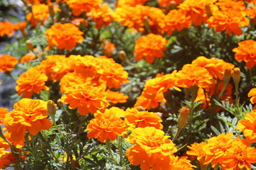 マリーゴールド