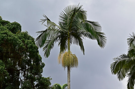 Palm tree flowers (Archontophoenix alexandrae) on tropical rainforest