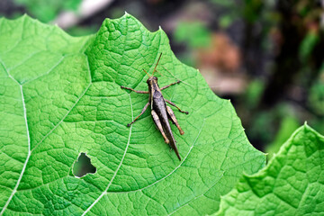 Brown grasshopper on green leaf