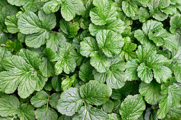 Wood avens leaves (Geum urbanum) on garden