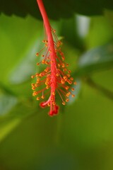 macro of a red flower
