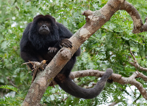 Black Howler Monkey (Alouatta caraya) male on the tree. Green natural background. Front view. Natural Habitat. Brazil.