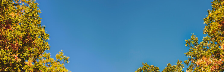 Autumn oak crowns in the forest against the background of a clear sky. Selective focus.