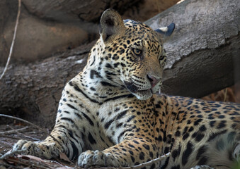 The jaguar is resting at the roots of a tree. Panthera onca. Natural habitat. Cuiaba river,  Brazil