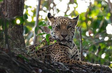 Fototapeta na wymiar The jaguar is resting at the roots of a tree. Panthera onca. Natural habitat. Cuiaba river, Brazil