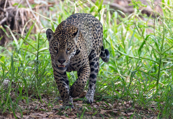 Jaguar walking in the forrest. Panthera onca. Natural habitat. Cuiaba river,  Brazil