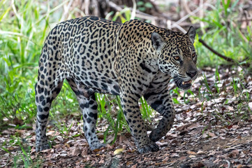 Jaguar walking in the forrest. Panthera onca. Natural habitat. Cuiaba river,  Brazil