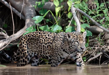 Foto op Plexiglas Jaguar walking in water. Panthera onca. Green natural background. Side view. Natural habitat. Cuiaba river,  Brazil © Uryadnikov Sergey