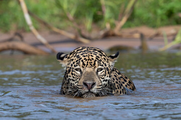 Swimming Jaguar in the river Cuiaba. Front view. Panthera onca. Natural habitat. Cuiaba river,  Brazil