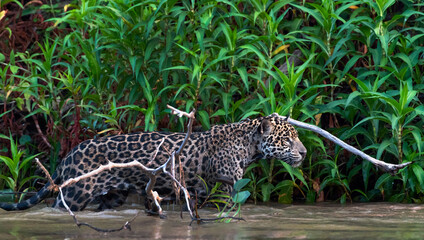 Naklejka na ściany i meble Sneaking Jaguar in the water on the river. Green natural background. Panthera onca. Natural habitat. Cuiaba river, Brazil