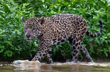 Jaguar walking in water. Panthera onca. Green natural background. Side view. Natural habitat. Cuiaba river,  Brazil