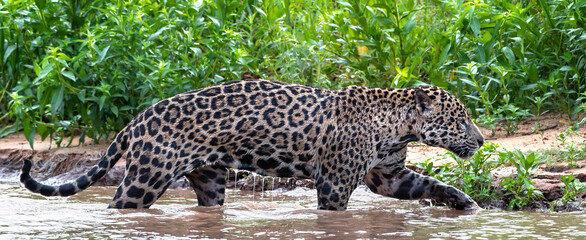 Sneaking Jaguar in the water on the river.  Green natural background. Panthera onca. Natural...