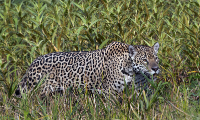 A crouching jaguar. Green natural background.  Natural habitat. Cuiaba river,  Brazil