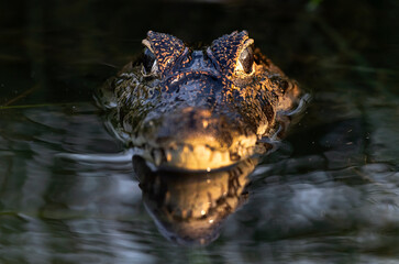 Obraz premium Caiman in the water. Front view. Dark background. The yacare caiman (Caiman yacare), also known commonly as the jacare caiman. Side view. Natrural habitat. Brazil.