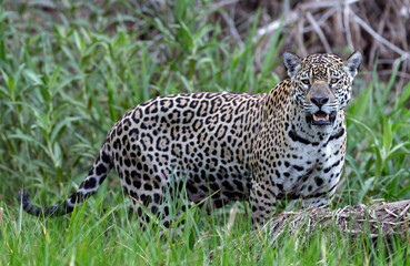 Jaguar. Green natural background.  Natural habitat. Cuiaba river,  Brazil