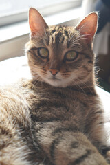 見つめるキジトラ