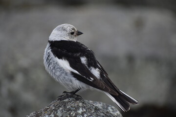Tiny bird at Jökulsárlón glacial lagoon, Iceland