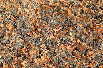 잔디밭에 떨어진 은행잎