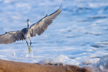 Western reef heron at sea. Western reef egret. Egret on the beach. Egretta gularis. 