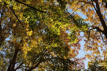 冬の樹木と青空