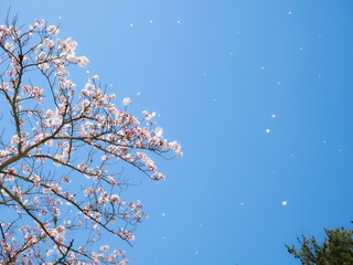 強風で舞う桜吹雪