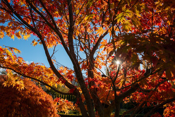 Sun starburst shining through autumn trees with red and golden leaves, Otago, South Island.