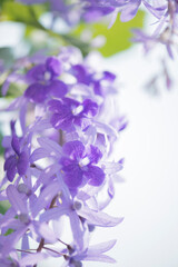 Fototapeta na wymiar Close up of purple Sandpaper vine flower with bokeh background