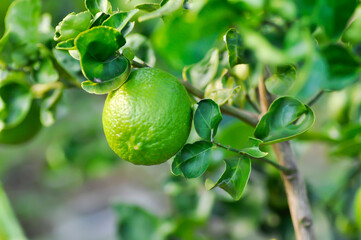 lime, lime plant  or lemon tree