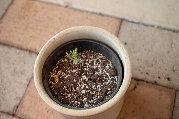 Giant sequoia tree seedling planted in a pot 