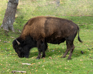 Bison Stock Photo and Image. Close-up side view walking and foraging in the field with a blur forest background displaying large body and horns in its environment and habitat. Buffalo Picture.