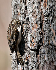 Brown Creeper bird Photo. On a tree trunk looking for insect in its environment and habitat and displaying camouflage brown feathers, curved claws hook. Close-up. Tree creeper Image. 