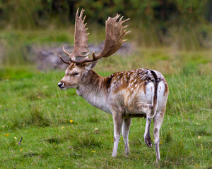 Deer Stock Photo and Image. Deer Fallow close-up side profile in the field with a blur background in its environment and habitat surrounding displaying big antlers.