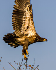 Bald Eagle Stock Photo & Image. Juvenile Bald Eagle perched with a autumn blur background in its environment and habitat surrounding and displaying its dark brown plumage, yellow talons.
