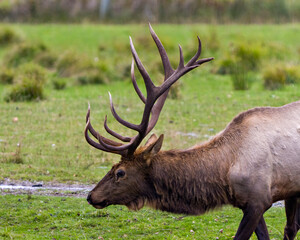 Naklejka na ściany i meble Elk Stock Photo and Image. Male head close-up profile side view in the field displaying its antlers and brown skin fur in its environment and habitat surrounding.
