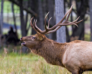 Elk Stock Photo and Image. Male bull close-up profile side view in the forest bugling in rutting season and displaying big antlers in its environement and habitat surrounding.
