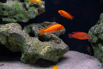 goldfish isolated on a dark black background.  different colorful Carassius auratus in the...