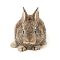 rabbit isolated on white background